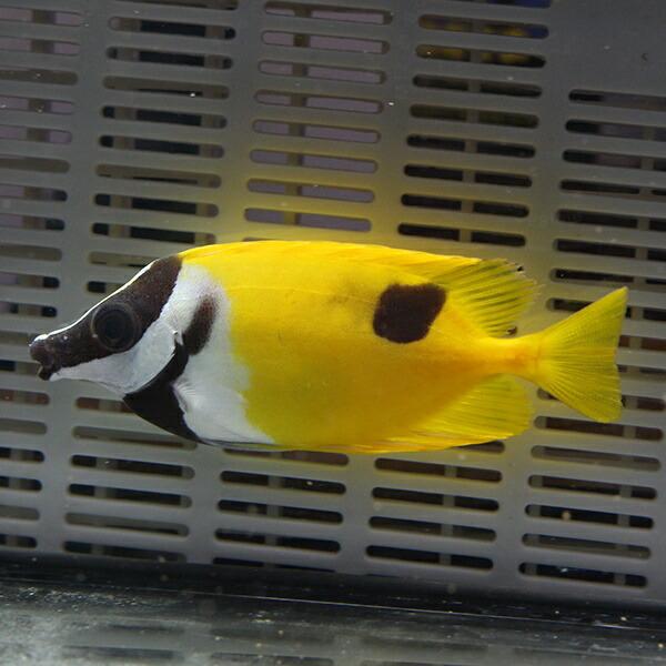 ★ヒフキアイゴ 5-7cm !海水魚 ハギ 15時までのご注文で当日発送(t119