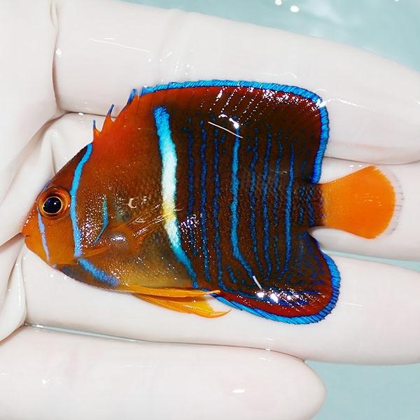 【現物1】パッサーエンゼル 6.5cm± ! 海水魚 ヤッコ  15時までのご注文で当日発送(t11...