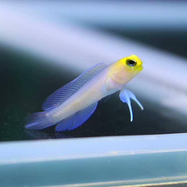 イエローヘッドジョーフィッシュ 4-6cm±! 海水魚 ハゼ 15時までのご注文で当日発送(t121