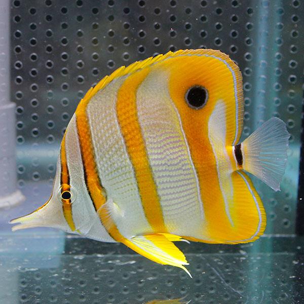 ハシナガチョウ(チェルモ) 8-10cm !海水魚 チョウチョウウオ 15時までのご注文で当日発送(...