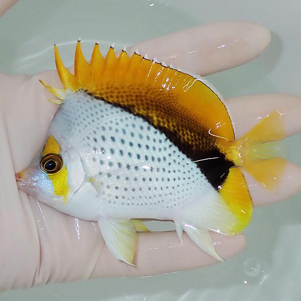 【現物6】マルケサスバタフライ 10cm±! 海水魚 チョウチョウウオ 15時までのご注文で当日発送...