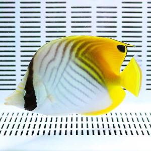 トゲチョウ 8-10cm±(A-4444) 海水魚 サンゴ 生体