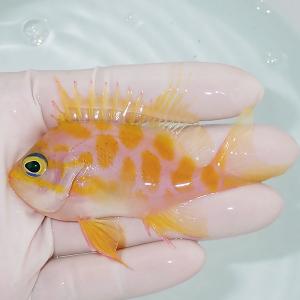 【現物1】マダラハナダイ 9cm±!海水魚 ハナダイ15時までのご注文で当日発送【ハナダイ】(t207｜aquagift