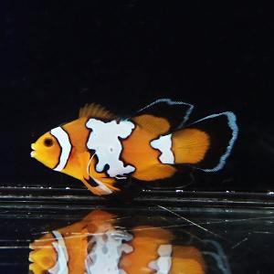 【現物2】ロングフィンスノーフレーク 5cm± !海水魚 カクレクマノミ 15時までのご注文で当日発送【クマノミ】(t111｜aquagift