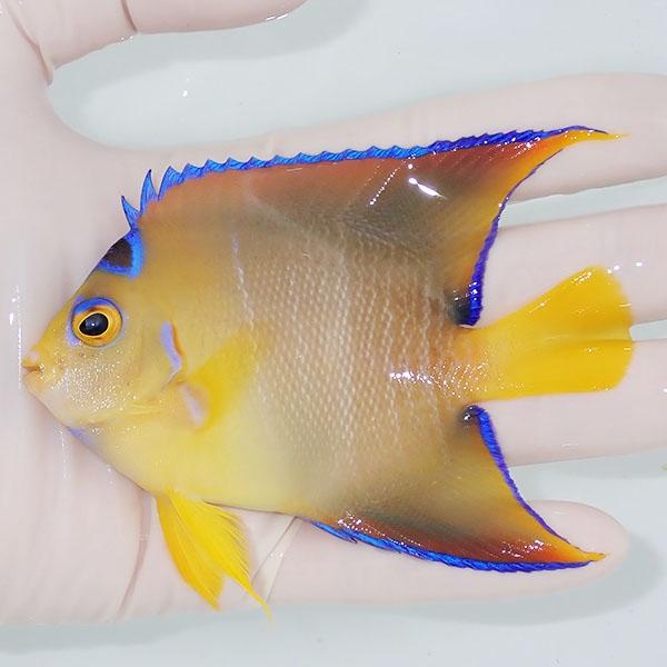 【現物4】粒エサOK タウンゼントエンゼル 10cm± !海水魚 ヤッコ 15時までのご注文で当日発...