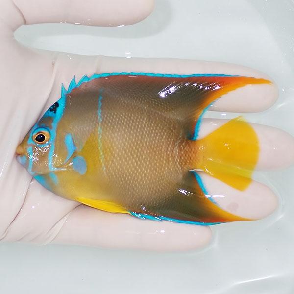 【現物6】粒エサOK タウンゼントエンゼル 9.5cm± !海水魚 ヤッコ 15時までのご注文で当日...