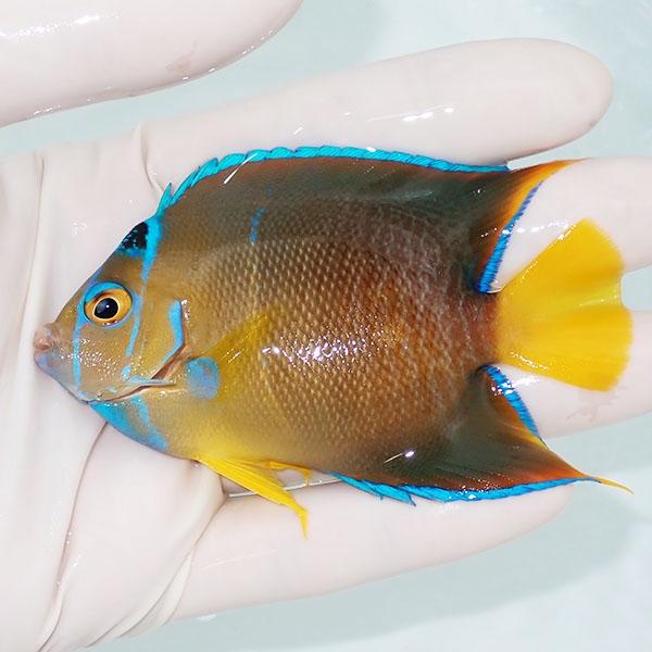 【現物7】粒エサOK タウンゼントエンゼル 9cm± !海水魚 ヤッコ 15時までのご注文で当日発送...