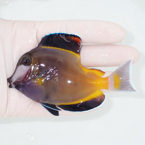 【現物1】ナミダクロハギ 奇形 10cm± ! 海水魚 ハギ 15時までのご注文で当日発送(t119...