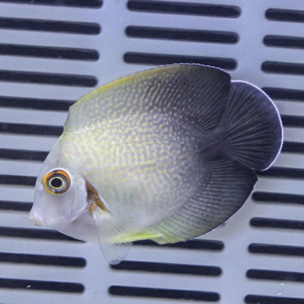 クログチニザダイ（ナメラヤッコタイプ） 4-6cm!海水魚 ハギ 15時までのご注文で当日発送(t1...