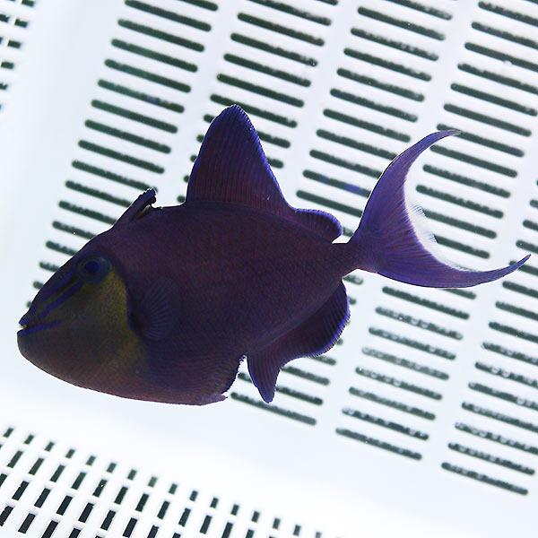 アカモンガラ 8-10cm± 海水魚 モンガラ! 餌付け15時までのご注文で当日発送(t119