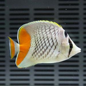 アミメチョウ 5-7cm±(A-4546) 海水魚 サンゴ 生体