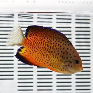 アカハラヤッコ 6-8cm±(A-4563) 海水魚 サンゴ 生体
