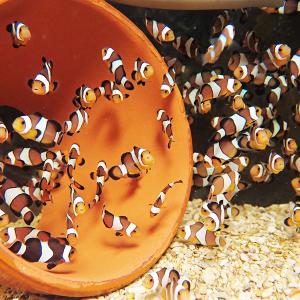 粒エサ餌付け済み フルプラチナオセラリス3.5-5cm± 色指定不可(A-4579)