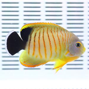エイブリーエンゼル 4-6cm± (A-4605) 海水魚 サンゴ 生体
