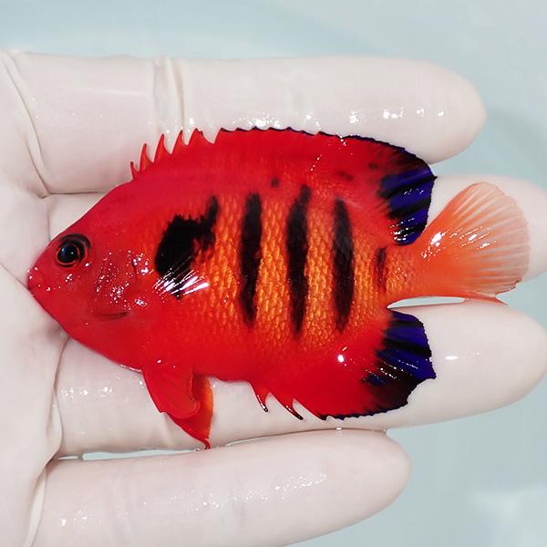 【現物2】フレームエンゼル 8.5cm! 海水魚 ヤッコ 15時までのご注文で当日発送(t111(t...