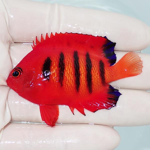 【現物3】フレームエンゼル 8.5cm!海水魚 ヤッコ 15時までのご注文で当日発送(t111(t2...