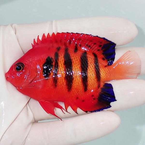 【現物4】フレームエンゼル 8.5cm! 海水魚 ヤッコ 15時までのご注文で当日発送(t111(t...