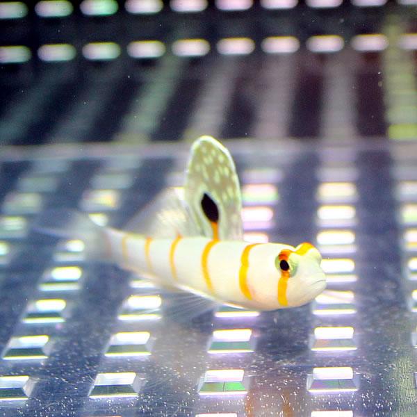 sale ニチリンダテハゼ 4-6cm± !海水魚 ハゼ 15時までのご注文で当日発送(t121