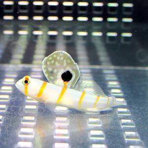 ニチリンダテハゼ 4-6cm± !海水魚 ハゼ...の詳細画像1