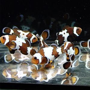 アクアギフト クマノミ 海水魚 生体 Yahoo ショッピング