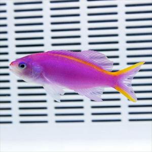 パープルクィーンアンティアスイエローライン 5匹セット 6-8cm!  海水魚 ハナダイ 15時までのご注文で当日発送(t118｜aquagift