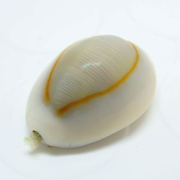 ハナビラタカラガイ   水槽のコケ対策! クリーナー 貝 【15時までのご注文で当日発送】(t130