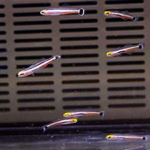 ドワーフシグナルゴビー 1匹 1-2cm! 海水...の商品画像