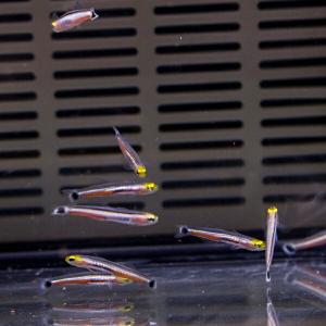 ドワーフシグナルゴビー 1匹 1-2cm! 海...の詳細画像1