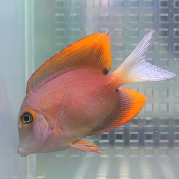 トミニエンシスタン 4-6cm! 海水魚 ハギ 【ハギ】(t119