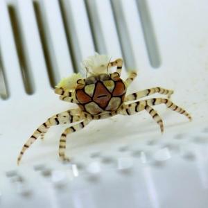 キンチャクガニ ポンポンクラブ 3匹セット 海水魚 カニ!(t129