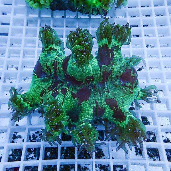 【サンゴ現物1】トランペットコーラル  !15時までのご注文で当日発送 【サンゴ】(t137