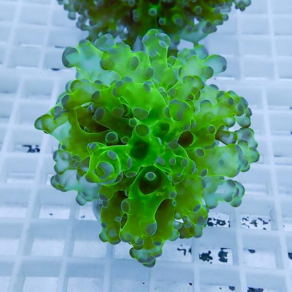 【サンゴ現物2】タコアシサンゴ フラグ !15時までのご注文で当日発送 【サンゴ】(t138