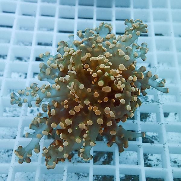 【サンゴ現物4】タコアシサンゴ フラグ!15時までのご注文で当日発送 【サンゴ】(t138