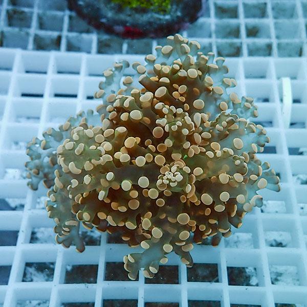 【サンゴ現物5】タコアシサンゴ フラグ!15時までのご注文で当日発送 【サンゴ】(t138