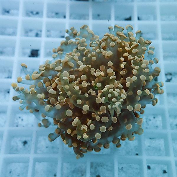 【サンゴ現物6】タコアシサンゴ フラグ!15時までのご注文で当日発送 【サンゴ】(t138