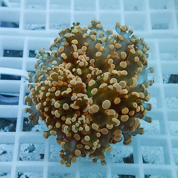 【サンゴ現物7】タコアシサンゴ フラグ!15時までのご注文で当日発送 【サンゴ】(t138