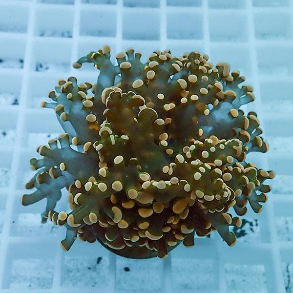 【サンゴ現物8】タコアシサンゴ フラグ!15時までのご注文で当日発送 【サンゴ】(t138