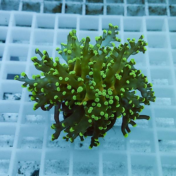 【サンゴ現物9】タコアシサンゴ フラグ!15時までのご注文で当日発送 【サンゴ】(t138