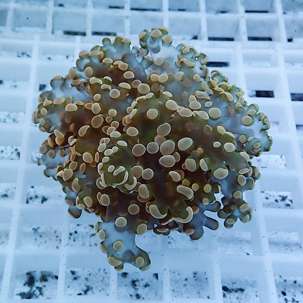 【サンゴ現物10】タコアシサンゴ フラグ!15時までのご注文で当日発送 【サンゴ】(t138