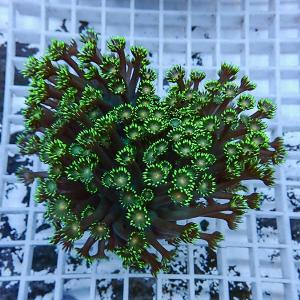 a4 | 海水魚通販はアクアギフト