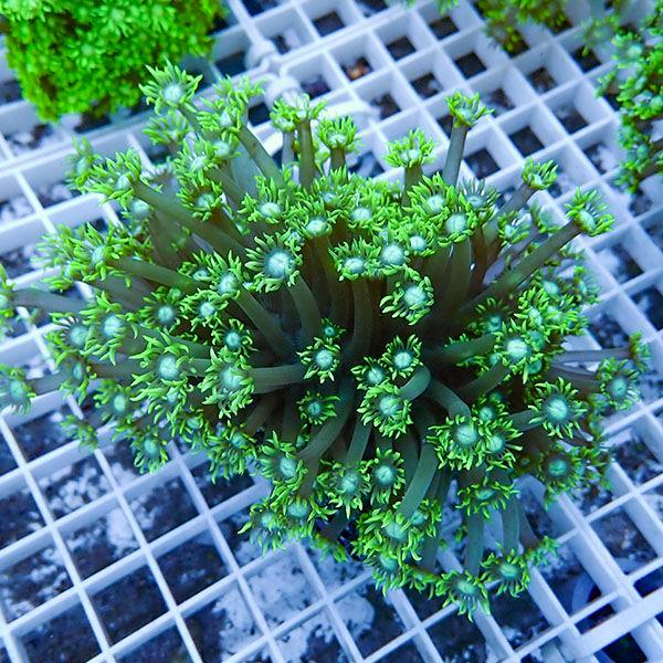 【サンゴ現物1】ハナガササンゴ!15時までのご注文で当日発送【サンゴ】(t140