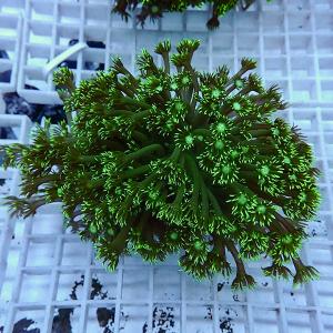 a4 | 海水魚通販はアクアギフト