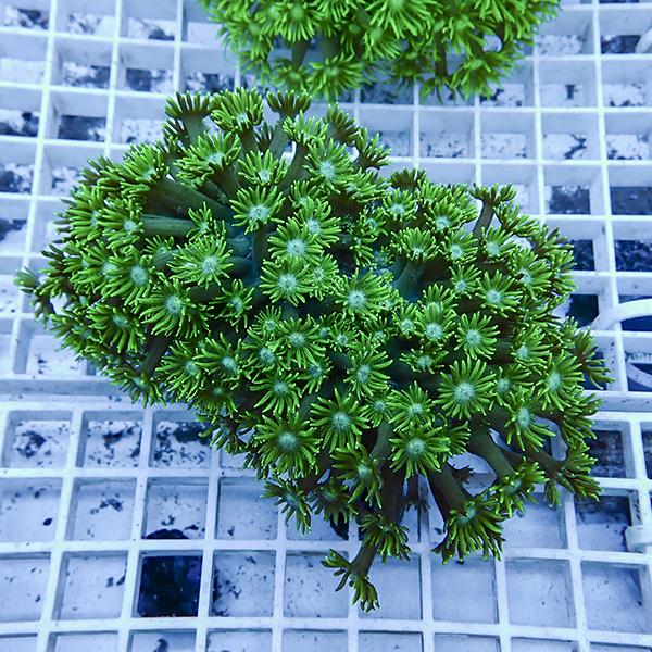 【サンゴ現物2】ハナガササンゴ!15時までのご注文で当日発送【サンゴ】(t140