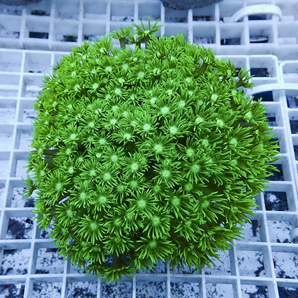 【サンゴ現物3】ハナガササンゴ!15時までのご注文で当日発送【サンゴ】(t140