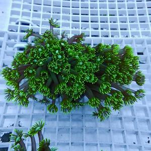 a4 | 海水魚通販はアクアギフト