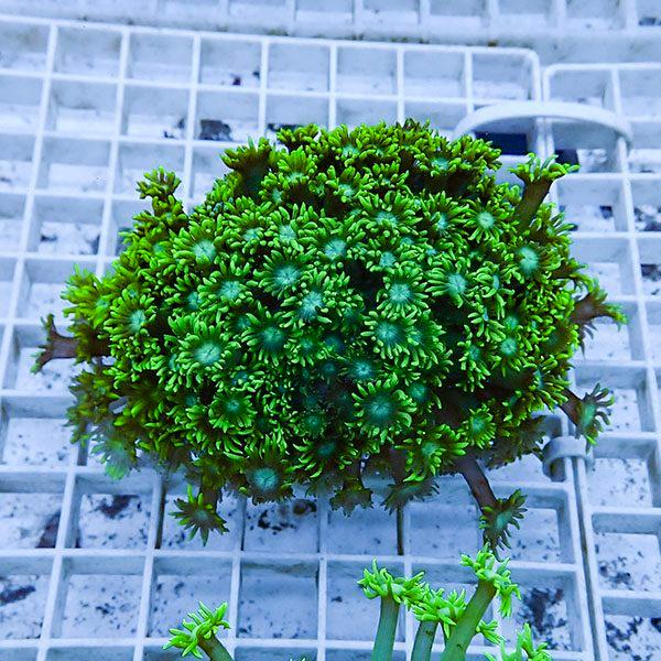 【サンゴ現物4】ハナガササンゴ!15時までのご注文で当日発送【サンゴ】(t140