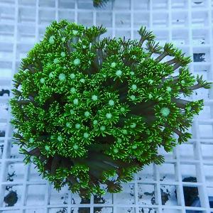 a4 | 海水魚通販はアクアギフト