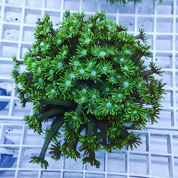 【サンゴ現物5】ハナガササンゴ!15時までのご注文で当日発送【サンゴ】(t140