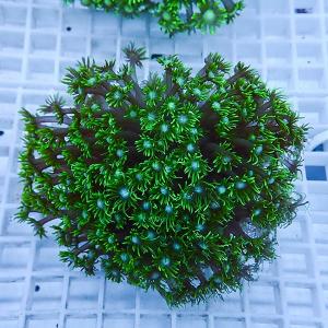 a4 | 海水魚通販はアクアギフト