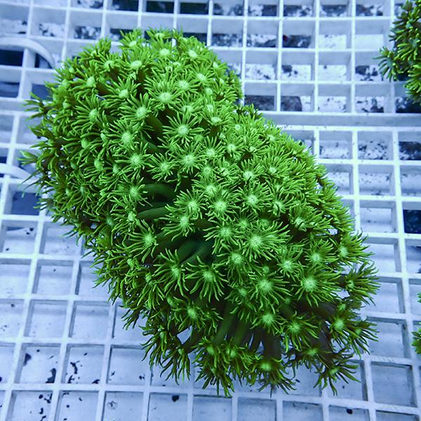 【サンゴ現物6】ハナガササンゴ!15時までのご注文で当日発送【サンゴ】(t140